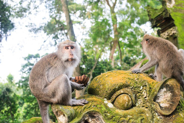 Macaque sitting on old statue near Hindu temple, Ubud Monkey Forest