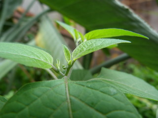 Obraz premium All the green leaves