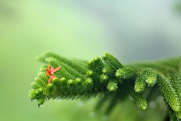 crucifix orchid flower on pine 