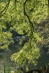 Leaves and Water