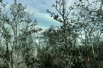 Beautiful scenery of nature