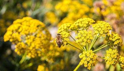 A fennel flower