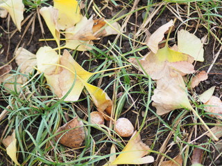 ginkgo seeds and yellow leaves