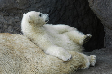 Obraz premium Polar bear cub with his mother