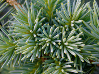 Bunch of pine tree needles