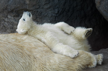 Fototapeta na wymiar Polar bear cub with his mother