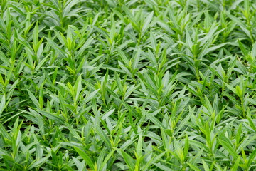 Green leaves background texture, Natural background