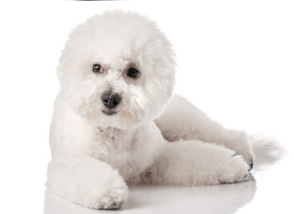 Obraz premium Bichon Frise puppy. Bichon is isolated on a white background. White dog. Bichon after grooming