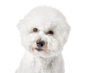 Bichon Frise puppy. Bichon is isolated on a white background. White dog. Bichon after grooming