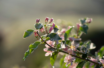 spring flowers on a wild Bush close-up