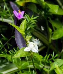 Plants and flowers of Buenos Aires