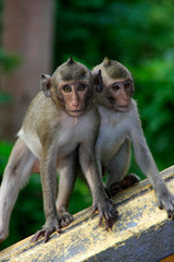 2 monkeys in thailand