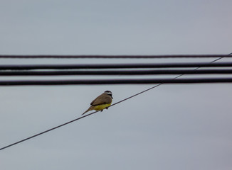 Bird with yellow perch on a wire