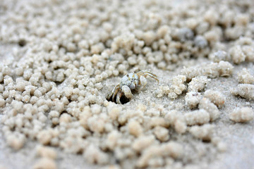 a small crab hole