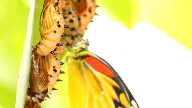 Butterfly holding  pupa on the leaf, Chiangmai Thailand
