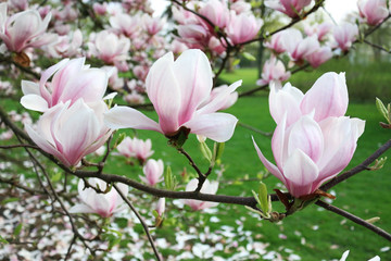 Naklejka na ściany i meble pink magnolia tree blossom