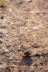 Fototapeta na wymiar snails