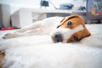 Beagle dog tired sleeps on a white carpet