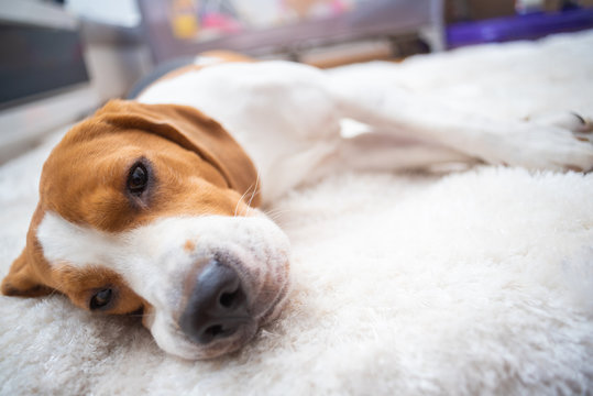 Beagle Dog Tired Sleeps On A White Carpet Floor