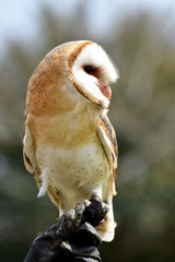 Barbagianni dritto sulla mano del falconiere
