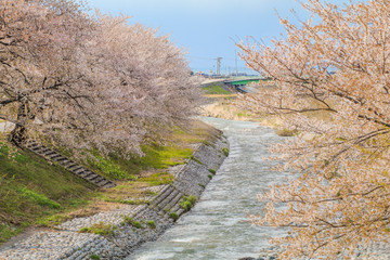 Cherry blossom trees or sakura  along the bank of Funakawa River in the town of Asahi , Toyama Prefecture  Japan.