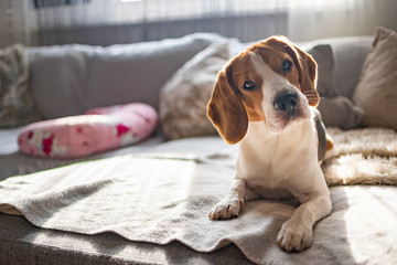 Beagle dog on a cozy sofa, couch, sun falls through window