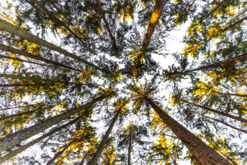 Fototapeta premium View of into the crown of trees