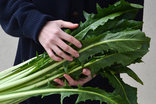 Fresh Chicory Cicoria  Catalogna salad. Female holding green salad chicory. Organic, full of vitamins, perfect salad for healthy eating from field. 