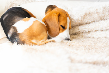 Beagle dog tired sleeps on a cozy sofa, couch, blanket