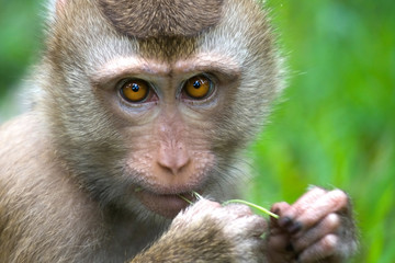 Thai monkey (Macaque) chewing on grass.
