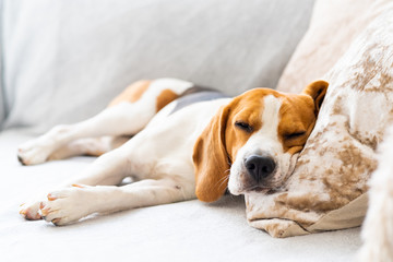 Beagle dog tired sleeps on a cozy sofa, couch, blanket - Powered by Adobe