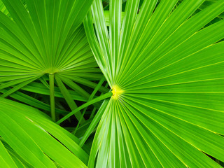 Palm Leaf Background