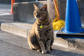 Fototapeta premium cat in japan
