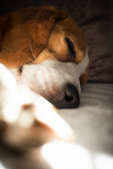 Beagle dog tired sleeps on a cozy sofa, Sun rays fall through window