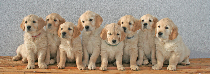 group of golden retriever puppies