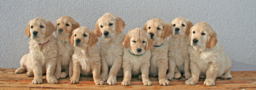 Group Of Golden Retriever Puppies