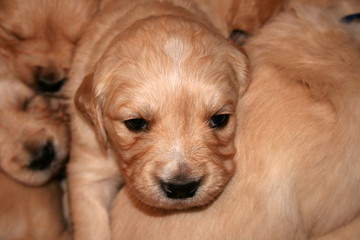 newborn golden retriever puppy