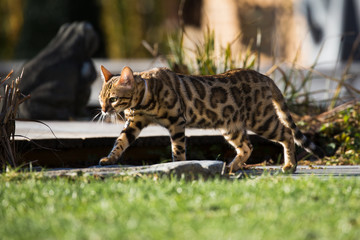 Bengalkatze