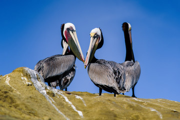 pelicans on the beach