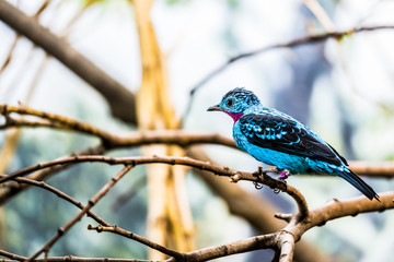 Naklejka premium Cotinga de Cayenne, petit passereau bleu