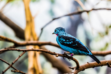 Naklejka premium Cotinga de Cayenne, petit passereau bleu