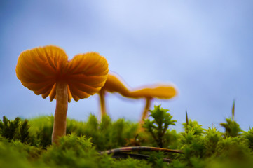 kleine Pilze im Moos