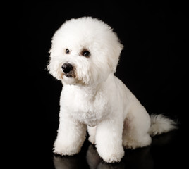 Bichon is isolated on a black background. Bichon Frise puppy. White dog. Bichon after grooming