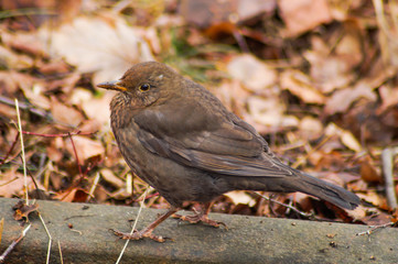 Amsel im Laub