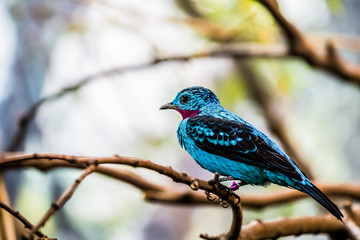 Cotinga de Cayenne, petit passereau bleu
