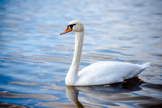 White Swan floating on the surface of the lake 