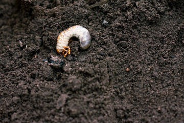 Larva. Vile disgusting maggot. Image of grub worms. Beetle larvae. Nasty insect. Pest root....