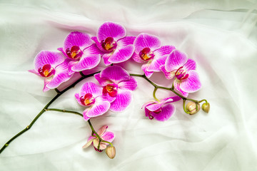 The branch of purple orchids on white fabric background 