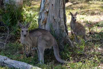 Naklejka na ściany i meble kangoroo