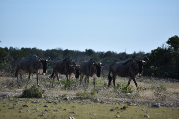 Fototapeta premium Small Wildebeest Herd Close up